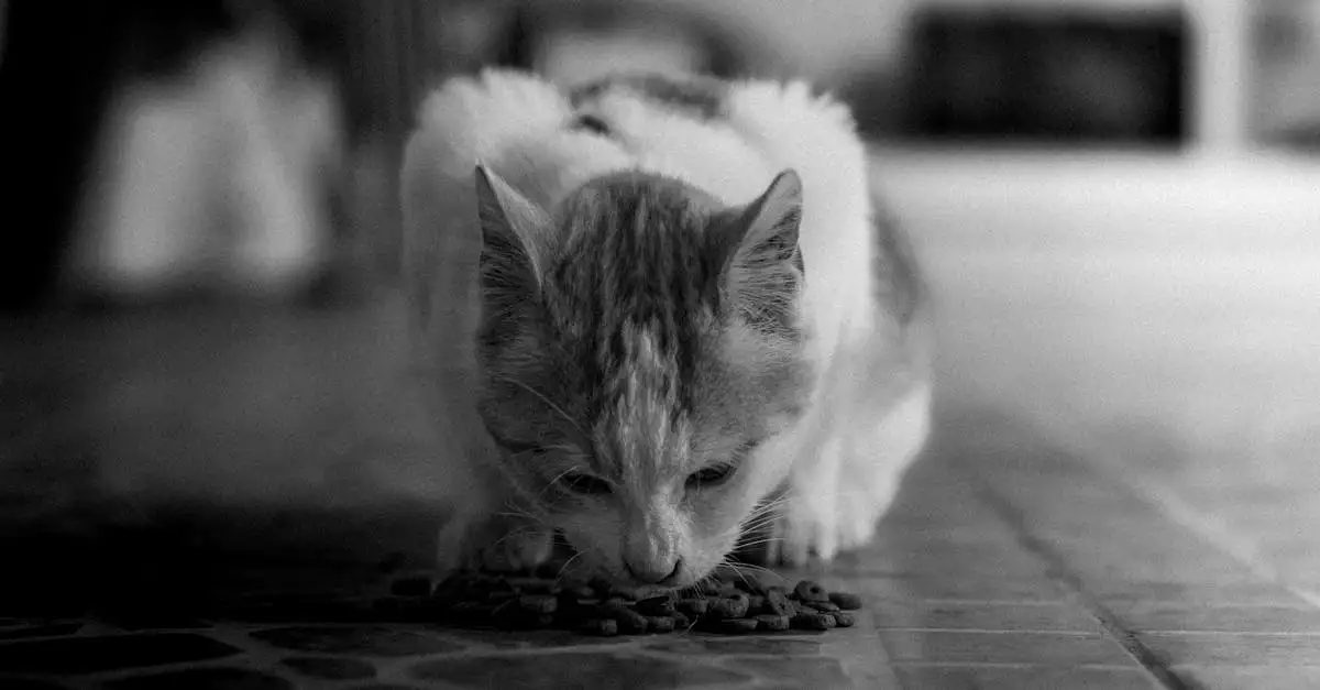 Gesundes trockenfutter katzen