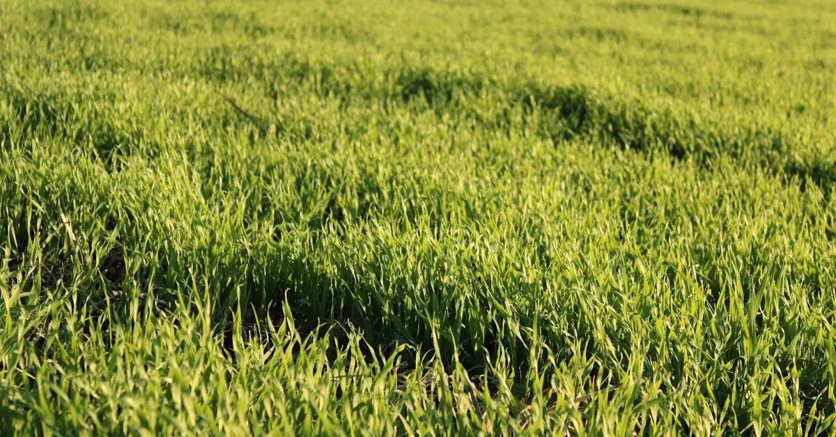 Fulvinsäure gesund