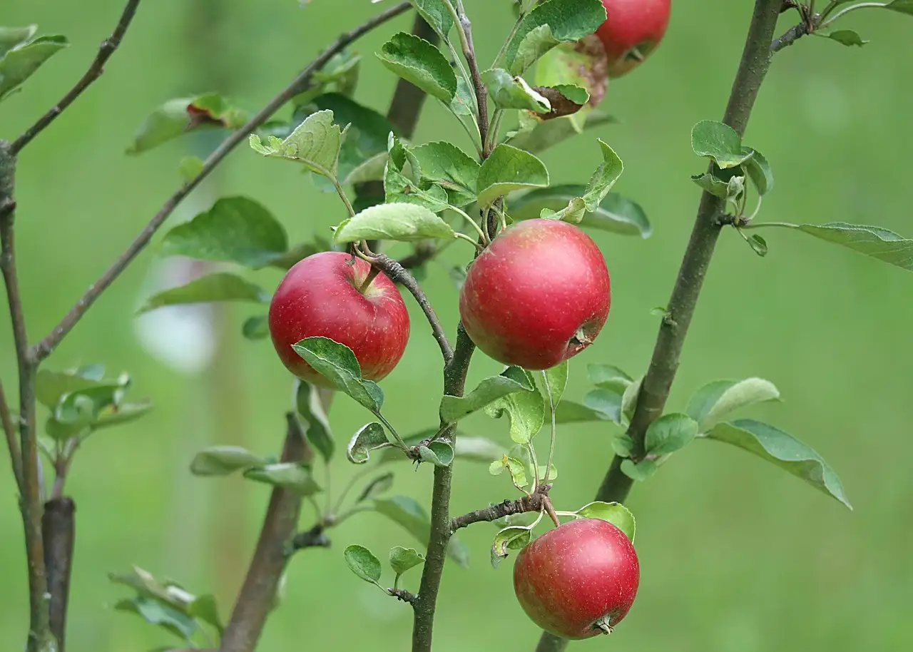 Gesund abnehmen während der stillzeit