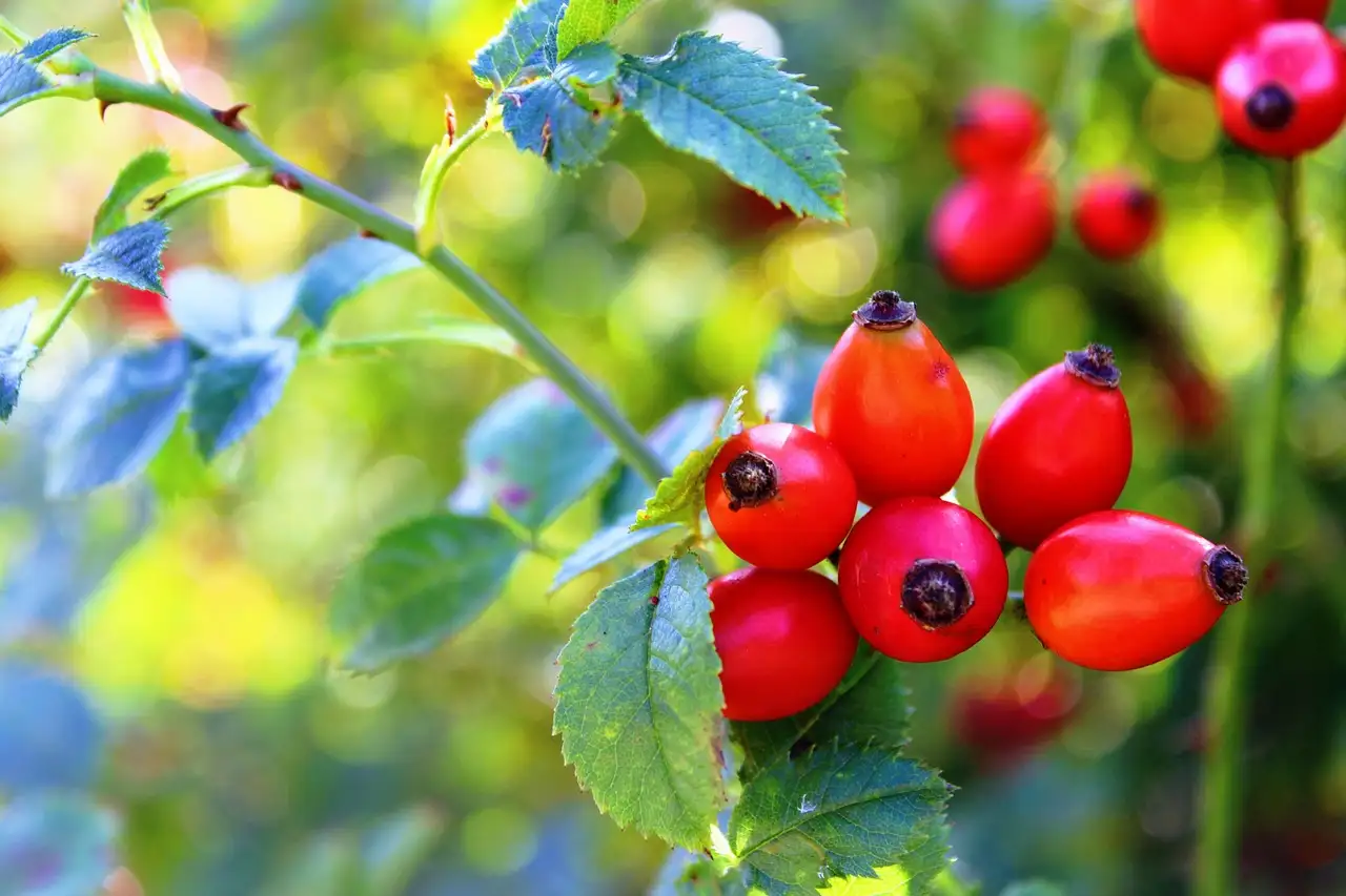 Online kurs gesunde ernährung