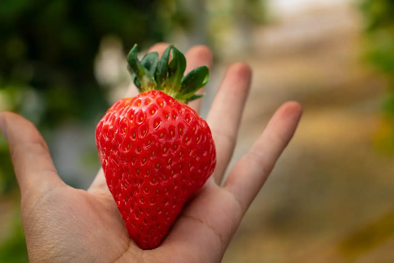 Fertigprodukte gesund