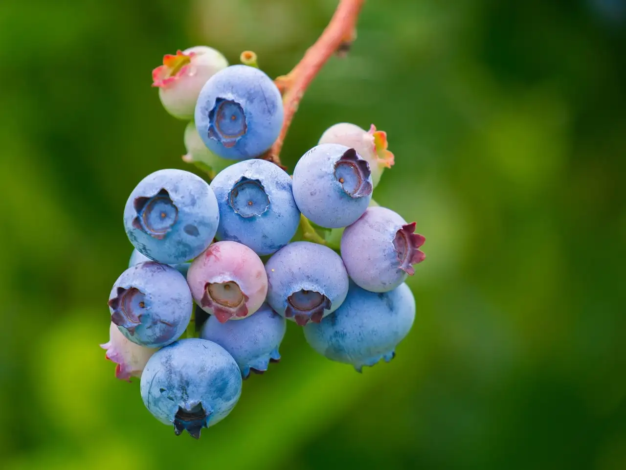 Flüssignahrung gesund