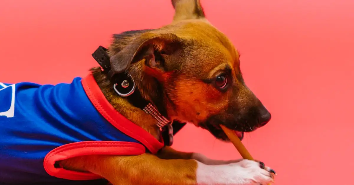 Gesunde Kauartikel für Hunde: Tipps & Empfehlungen