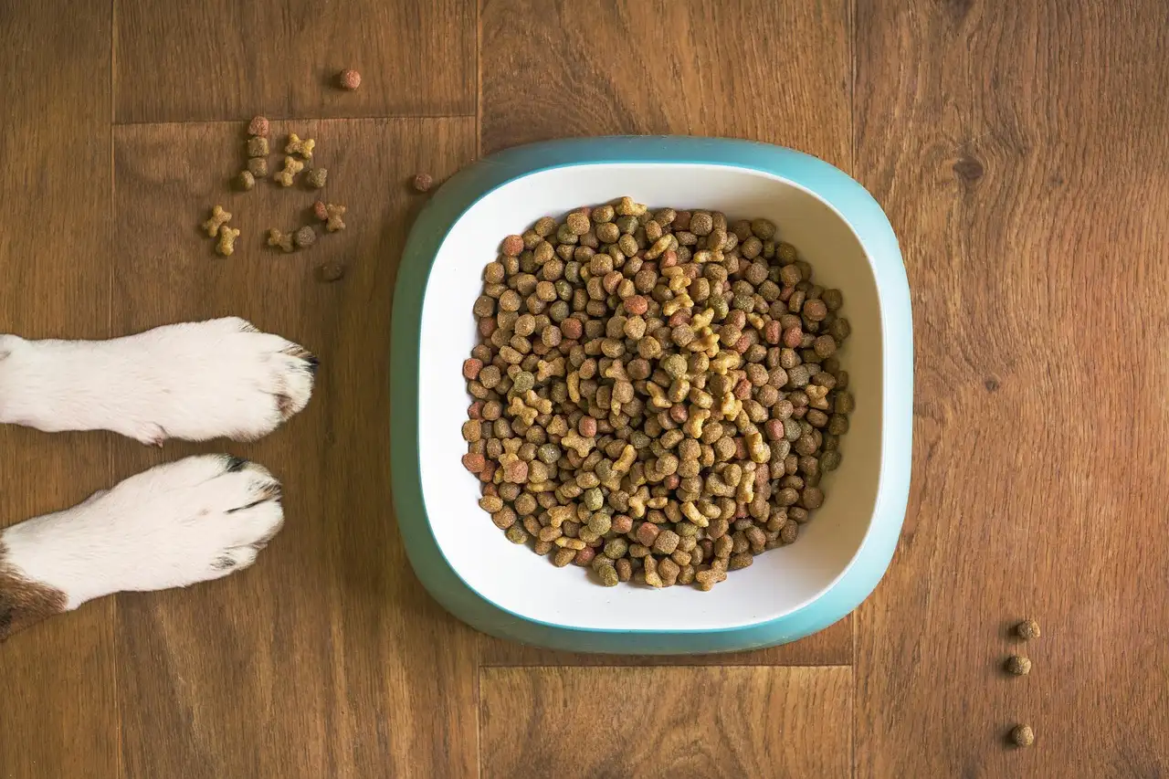 Gesundes futter für den hund
