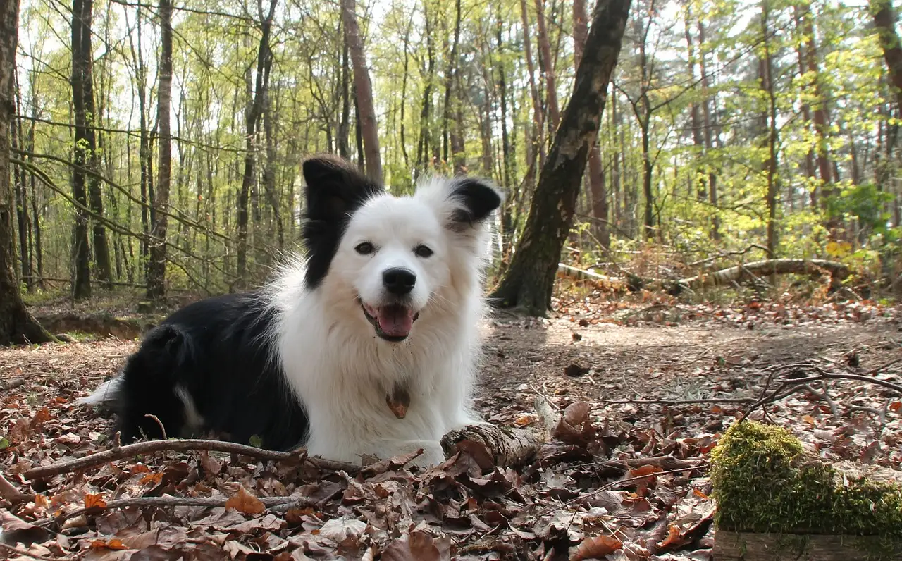 Gesundes nassfutter hund