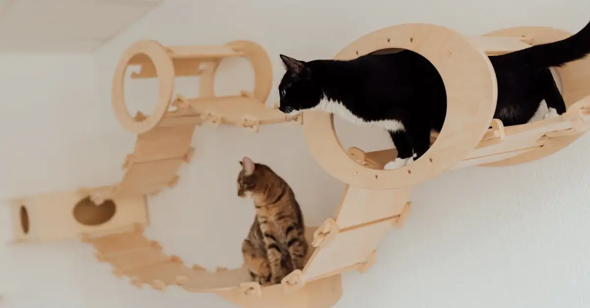 Gesundes Nassfutter für Katzen: Auswahl, Vorteile und Tipps