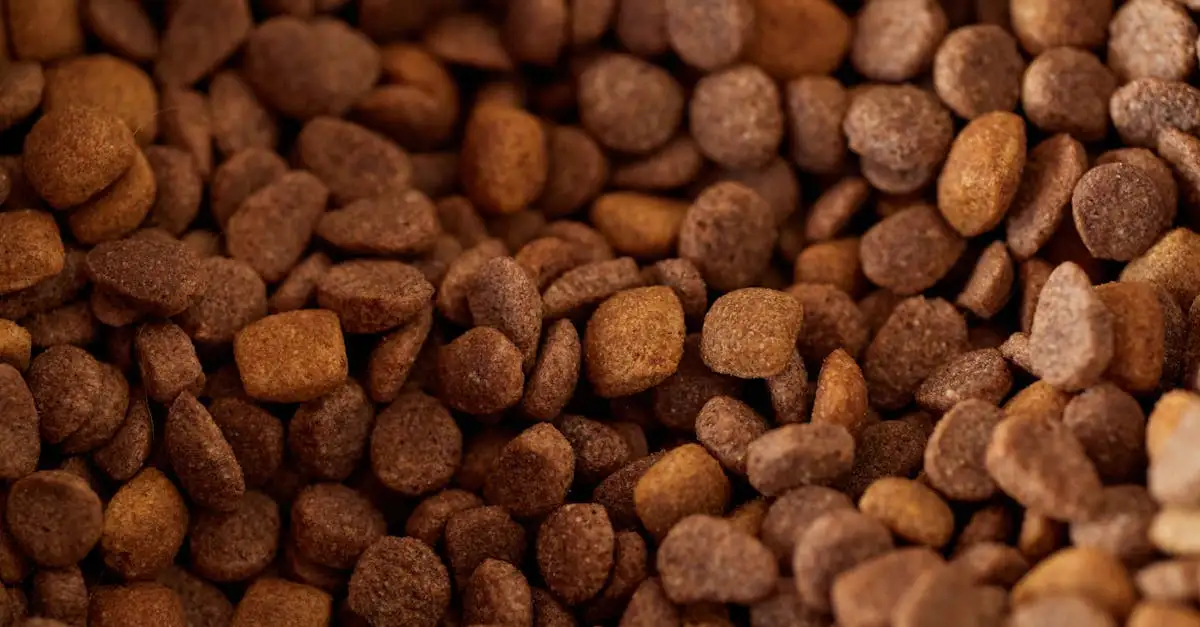Gesundes Katzenfutter wählen: Tipps für die beste Ernährung